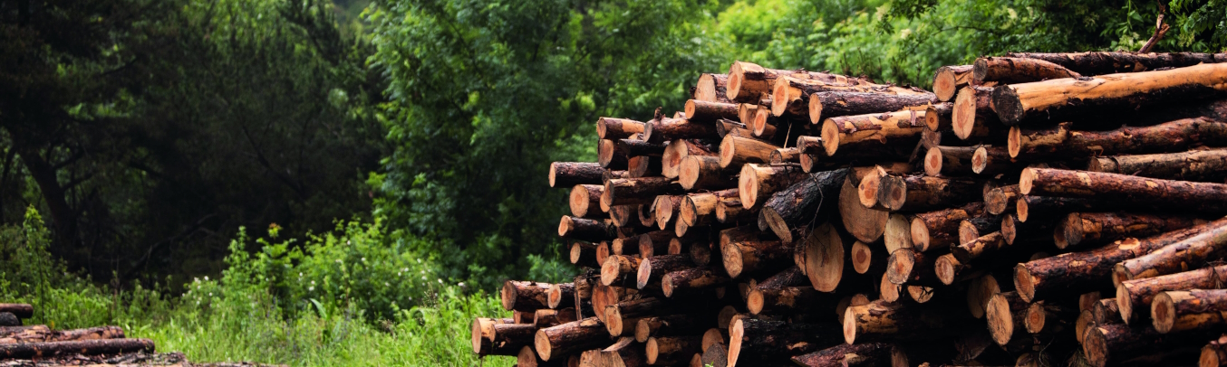 Les métiers de la forêt t’attendent - Programme SEME TON AVENIR